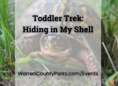 box turtle in grass